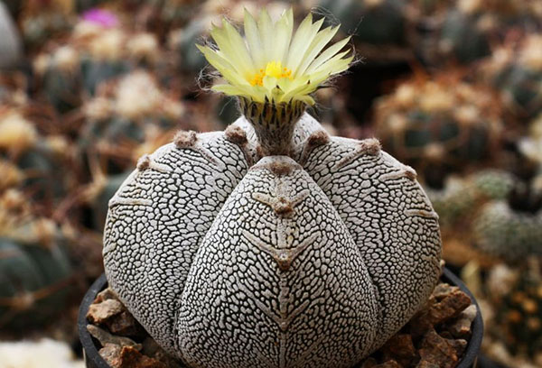 Kaktus astrophytum
