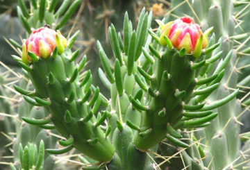 Bloeiende austrocylindropuntia