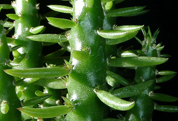 ลำต้นและใบของ austrocylindropuntia