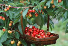 Cherry harvest