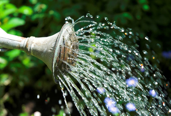 Tưới nước từ bình tưới vườn