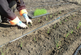 Planting onion seedlings