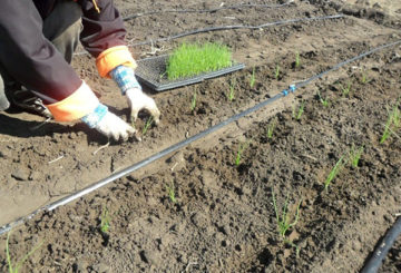 Uienzaailingen planten