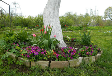 Cama de flores debajo del manzano