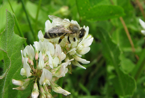 Abeja en trébol blanco