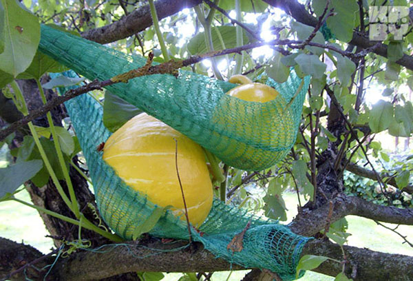 Pompoenen tussen de takken van de appelboom