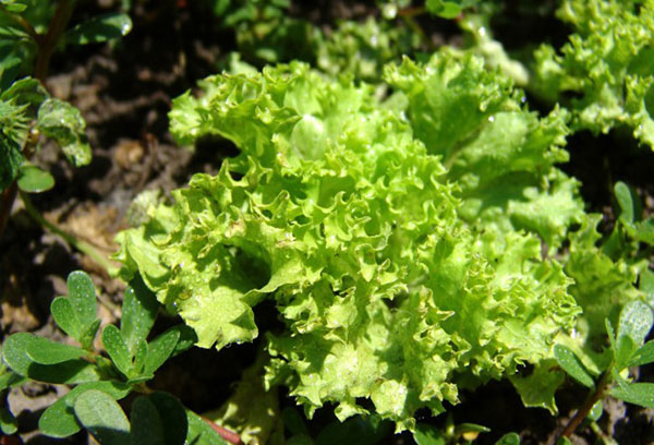 Ensalada de verduras