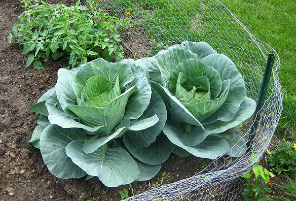 Repollo en el jardín