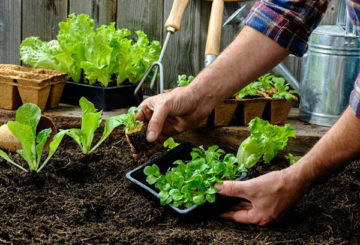 Plantar plántulas de lechuga