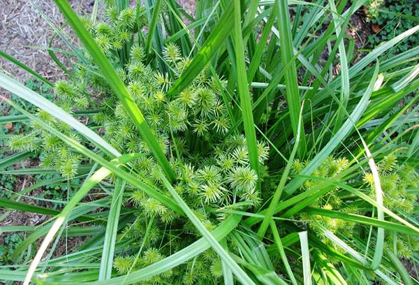 Arbusto de almendro de tierra