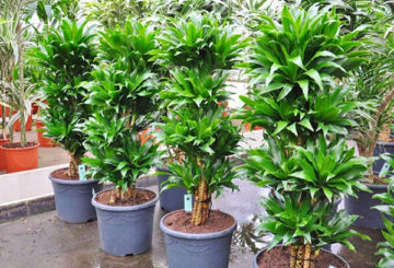 Dracaena geurig