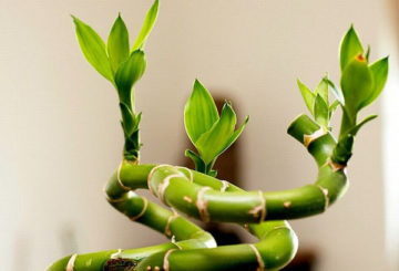 Brotes jóvenes de Dracaena Sander