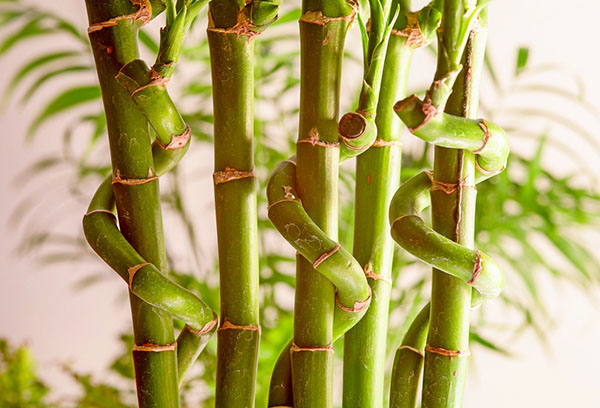 Kučeravé bambusové stonky šťastia