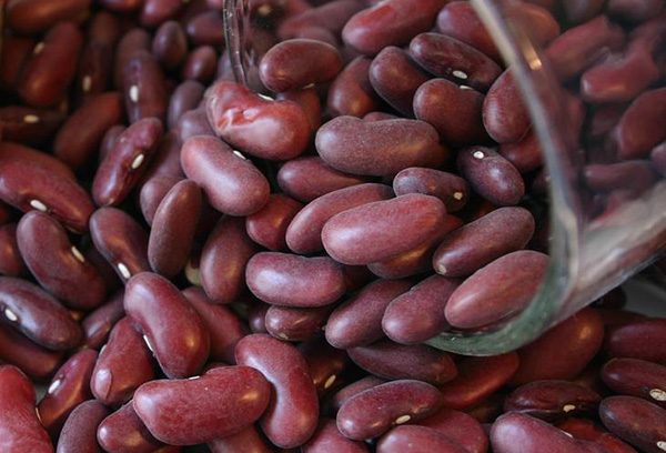 Red bean harvest