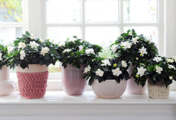 Macetas de gardenia en el alféizar de la ventana