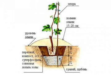 Esquema de plantación de uvas en otoño.