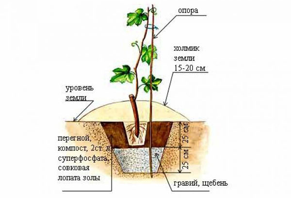 Схема на засаждане на грозде през есента