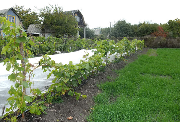 Uvas en el primer año después de la siembra.