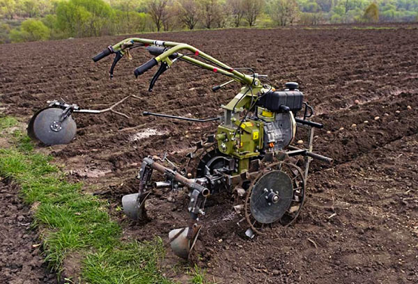 Plantera potatis med en bakomgående traktor