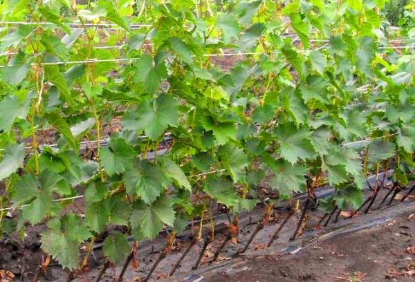 Cultivando uvas en una escuela.