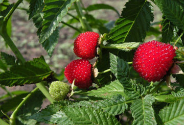 Tibetan raspberry berries