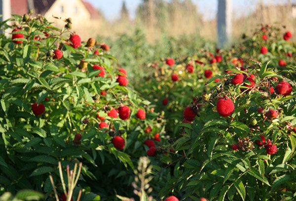 Tibetan raspberry thickets