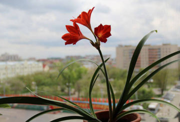 Vallotta floreciente en el alféizar de la ventana