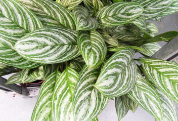 Aglaonema blad