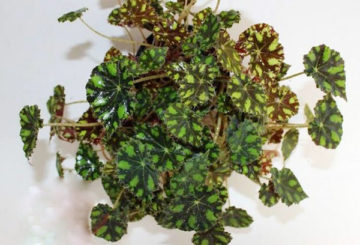 Tijger begonia