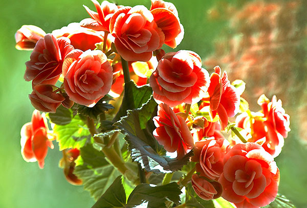 Begonia flores Elatior