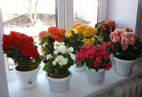 Variedades de begonia elatior