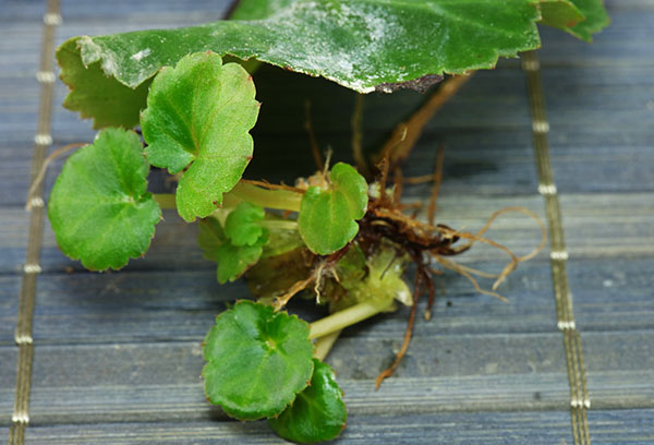 Reproducción de begonia Elatior