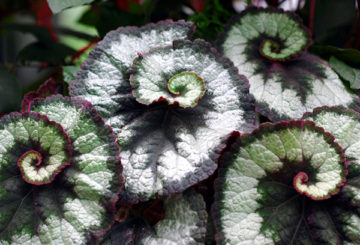 Hojas de begonia rex