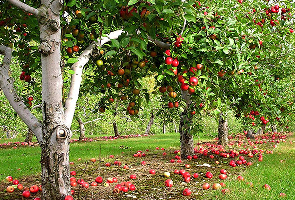 huerto de manzanas