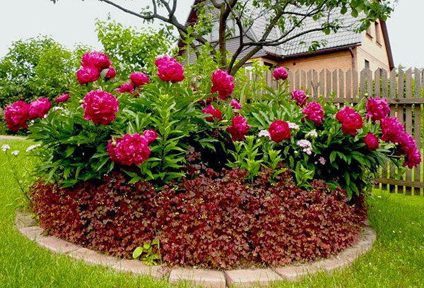 Un macizo de flores con peonías en el campo.