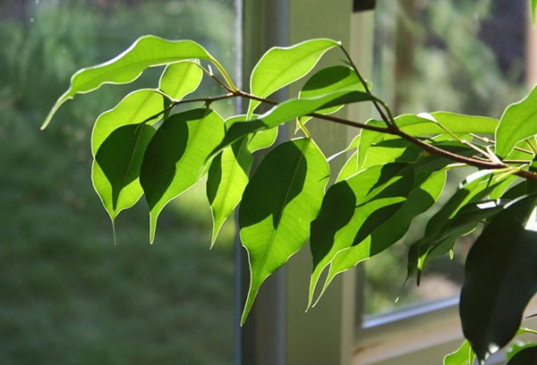 Ficus en el alféizar de la ventana