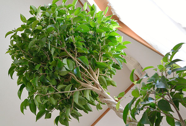 Ficus Benjamin met een versierde kroon