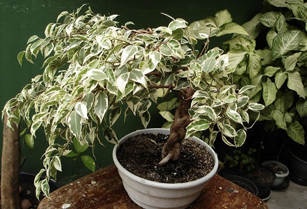 Ficus Benjamin met een gevlochten stam