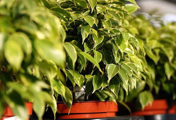 Las hojas de Ficus Benjamin se vuelven amarillas