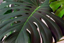 Lá Philodendron