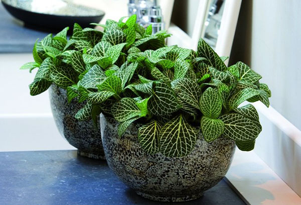 Chậu đá bằng fittonia