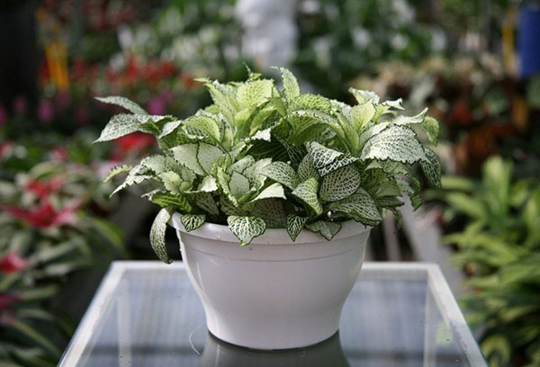 Chậu Fittonia