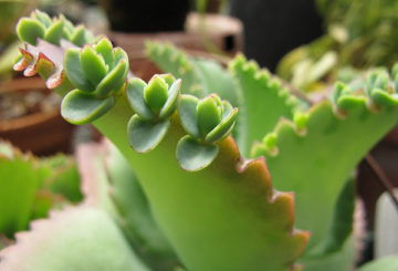 Niños en la hoja de Kalanchoe