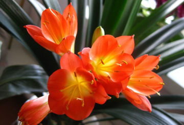 Cinabrio clivia floreciente