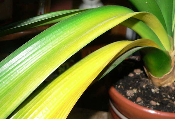Yellowed clivia leaves