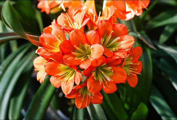 ช่อดอก Clivia cinnabar