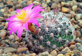 Mamillaria-kaktus med den rosa blomman