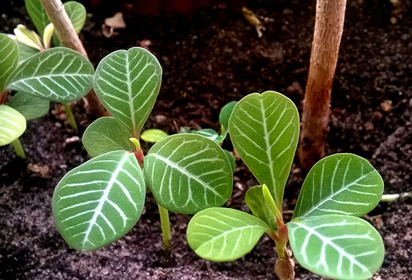Reproduktion av vit-vened milkweed