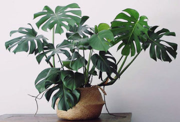 Monstera in een pot