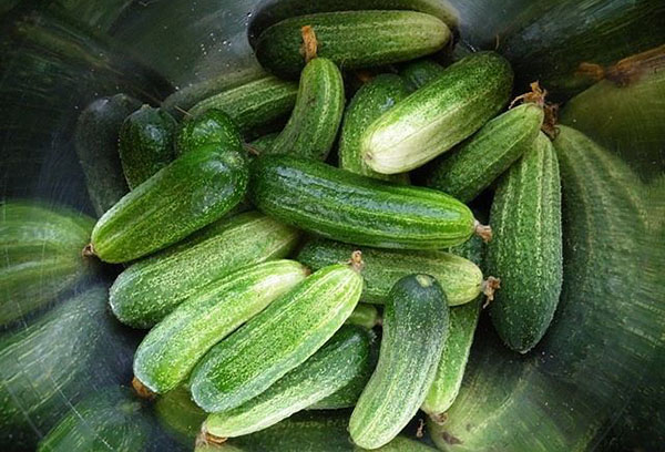 Picking cucumbers